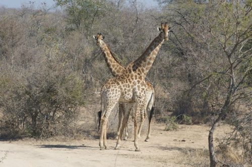 Kapama, Afrique du Sud