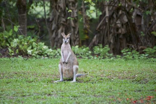 Cairns, Australie